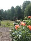 The name of this rose is Living Easy. Randy's Aunt Dianne bought it for us several years ago. (125kb)