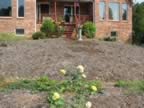 Mom loved yellow roses. I plan to plant a bunch more yellow roses. (151kb)