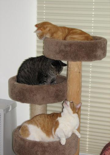 Herbie on top, Gigi and Cracker - my blond playboys and little lady kitties.