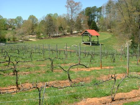 Bud Break in April at Medley Meadows 