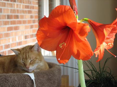 Herbie on the kitty tower on a heating pad with monster amaryllis on my desk at home!